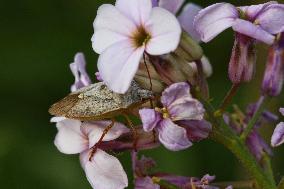 Spined Soldier Bug