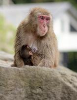 Japan's monkey queen gives birth