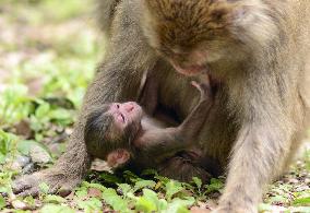 Japan's monkey queen gives birth