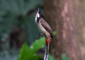 CHINA-GUANGXI-PARK-BIRDS (CN)