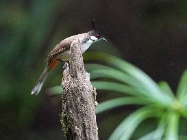 CHINA-GUANGXI-PARK-BIRDS (CN)