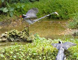 CHINA-GUANGXI-PARK-BIRDS (CN)
