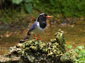 CHINA-GUANGXI-PARK-BIRDS (CN)