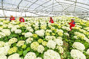 China Flower Industry