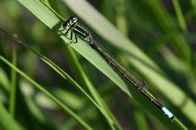 Damselfly