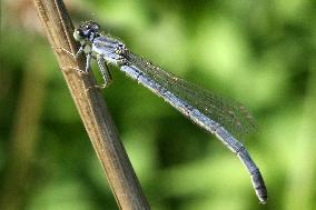 Damselfly