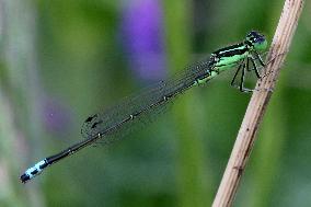 Damselfly