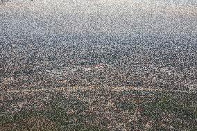 Jakarta Air Pollution