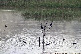 TÜRKIYE-ANKARA-NALLIHAN BIRD SANCTUARY