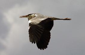 TÜRKIYE-ANKARA-NALLIHAN BIRD SANCTUARY