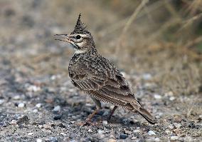 TÜRKIYE-ANKARA-NALLIHAN BIRD SANCTUARY