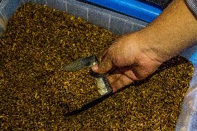 Tobacco Market In Tanjungsari Sumedang