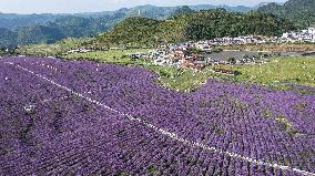 CHINA-GUIZHOU-VERBENA-TOURISM (CN)