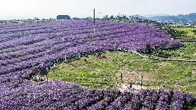 CHINA-GUIZHOU-VERBENA-TOURISM (CN)