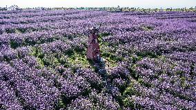 CHINA-GUIZHOU-VERBENA-TOURISM (CN)