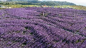 CHINA-GUIZHOU-VERBENA-TOURISM (CN)