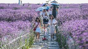 CHINA-GUIZHOU-VERBENA-TOURISM (CN)