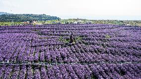 CHINA-GUIZHOU-VERBENA-TOURISM (CN)