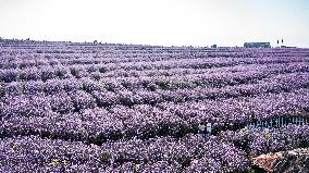 CHINA-GUIZHOU-VERBENA-TOURISM (CN)