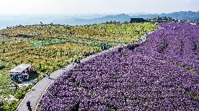 CHINA-GUIZHOU-VERBENA-TOURISM (CN)