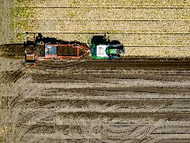 Drought Effects On Agriculture - Netherlands