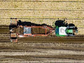 Drought Effects On Agriculture - Netherlands