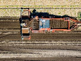 Drought Effects On Agriculture - Netherlands