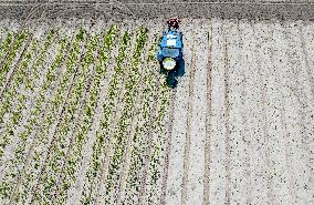 Drought Effects On Agriculture - Netherlands