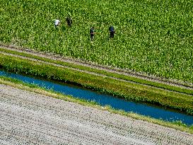 Drought Effects On Agriculture - Netherlands