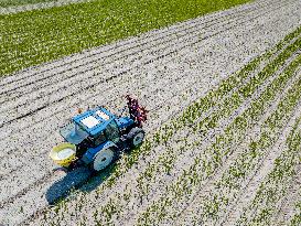 Drought Effects On Agriculture - Netherlands