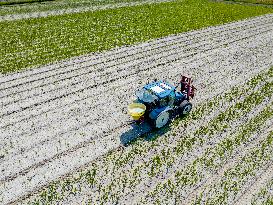 Drought Effects On Agriculture - Netherlands