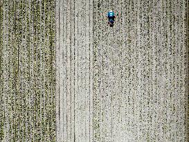 Drought Effects On Agriculture - Netherlands