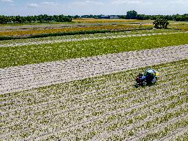 Drought Effects On Agriculture - Netherlands
