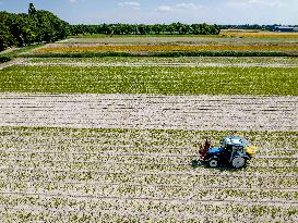 Drought Effects On Agriculture - Netherlands