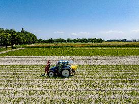 Drought Effects On Agriculture - Netherlands