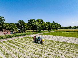 Drought Effects On Agriculture - Netherlands