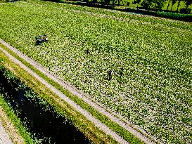 Drought Effects On Agriculture - Netherlands