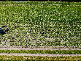 Drought Effects On Agriculture - Netherlands