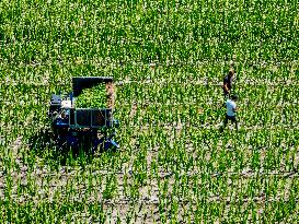 Drought Effects On Agriculture - Netherlands