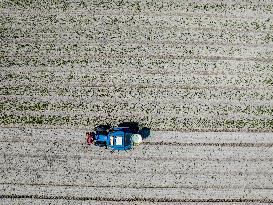 Drought Effects On Agriculture - Netherlands