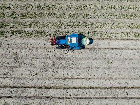 Drought Effects On Agriculture - Netherlands