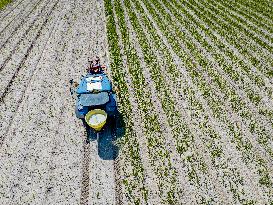 Drought Effects On Agriculture - Netherlands