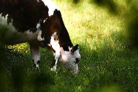 Daily Life In Calvados