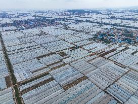 Characteristic Agricultural Products Planting In China