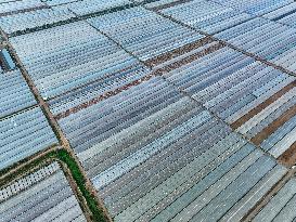 Characteristic Agricultural Products Planting In China