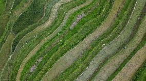 Terraced Fields Landscape In Qiandongnan