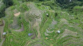 Terraced Fields Landscape In Qiandongnan