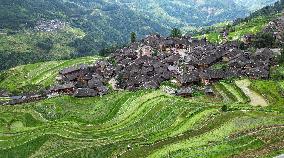 Terraced Fields Landscape In Qiandongnan