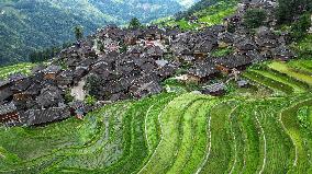 Terraced Fields Landscape In Qiandongnan