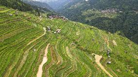 Terraced Fields Landscape In Qiandongnan